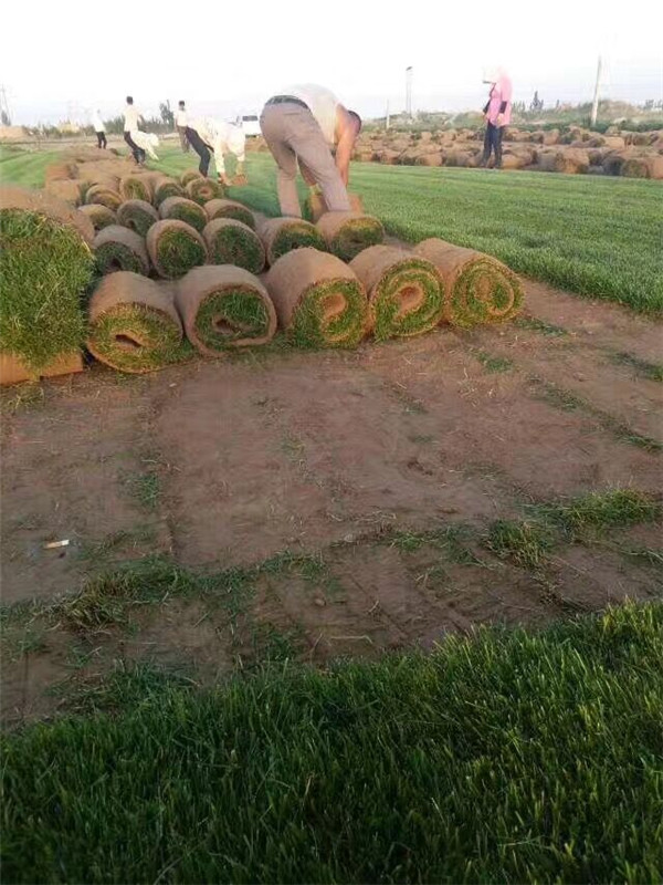 优质的宁夏景观草坪